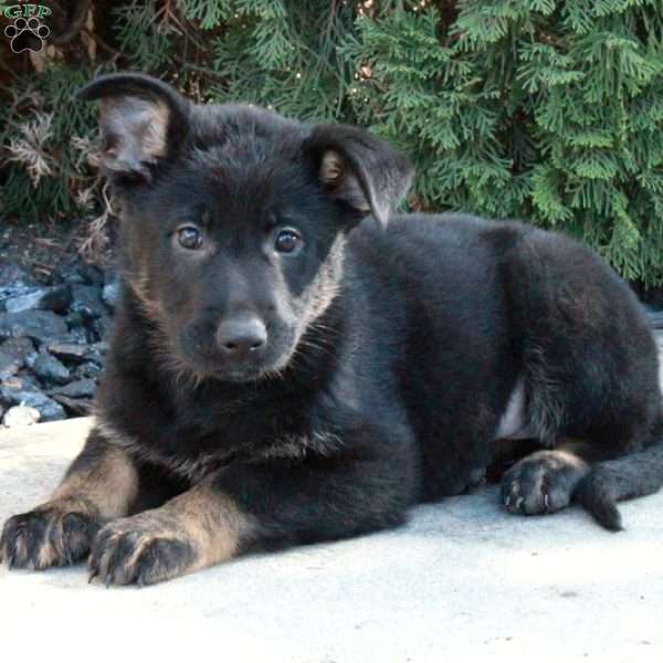 Lilly, German Shepherd Puppy