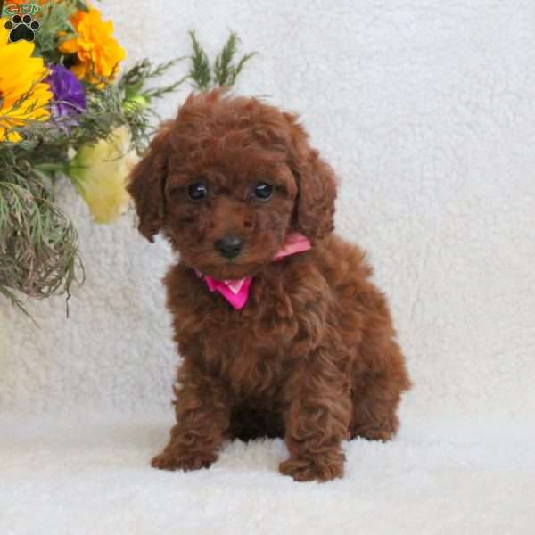 Lilly, Miniature Poodle Puppy