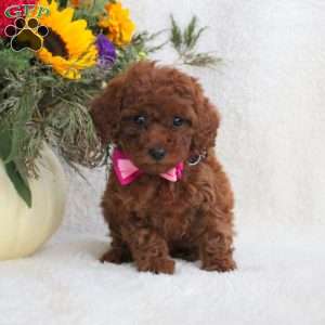 Lilly, Miniature Poodle Puppy