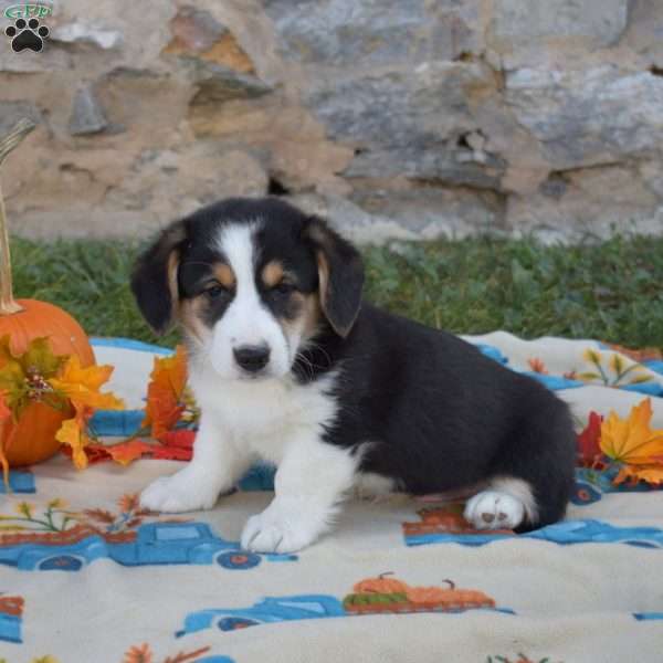 Lilo, Pembroke Welsh Corgi Puppy