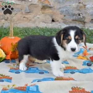 Lilo, Pembroke Welsh Corgi Puppy