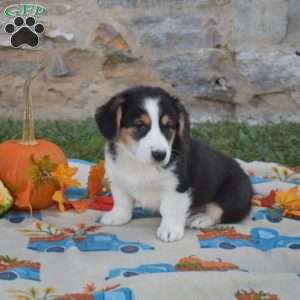 Lilo, Pembroke Welsh Corgi Puppy