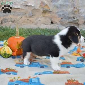 Lilo, Pembroke Welsh Corgi Puppy