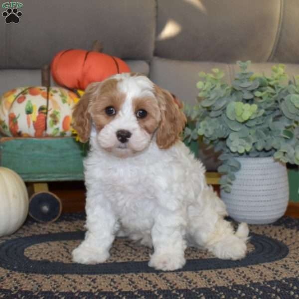 Lily, Cavapoo Puppy