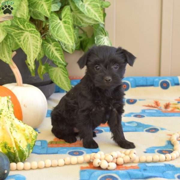 Lily, Yorkie Poo Puppy