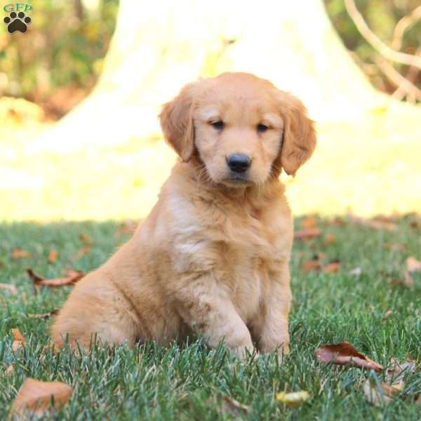 Lily, Golden Retriever Puppy