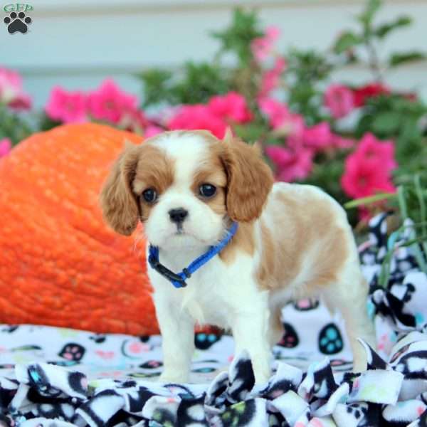 Lily, Cavalier King Charles Spaniel Puppy