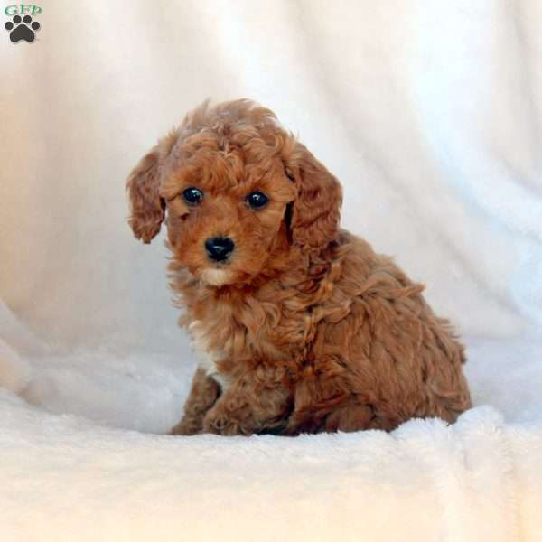 Lily, Mini Goldendoodle Puppy