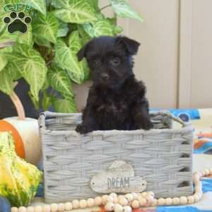 Lily, Yorkie Poo Puppy