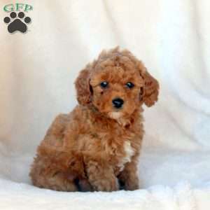 Lily, Mini Goldendoodle Puppy