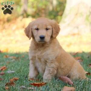 Lily, Golden Retriever Puppy