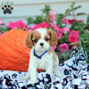 Lily, Cavalier King Charles Spaniel Puppy