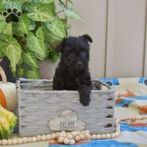 Lily, Yorkie Poo Puppy