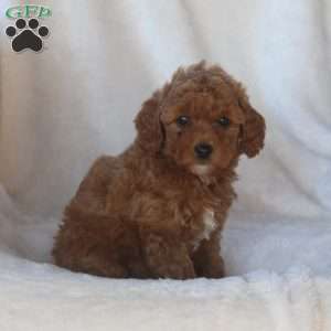 Lily, Mini Goldendoodle Puppy