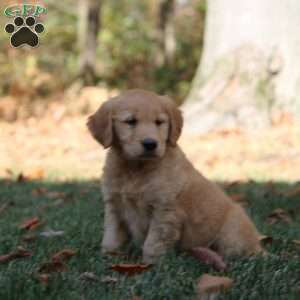 Lily, Golden Retriever Puppy