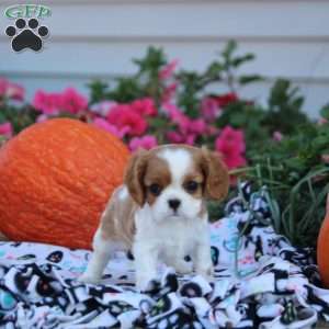 Lily, Cavalier King Charles Spaniel Puppy