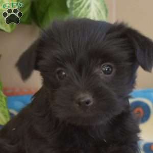 Lily, Yorkie Poo Puppy