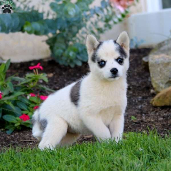 Lily, Pomsky Puppy