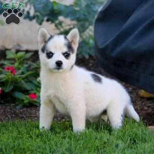 Lily, Pomsky Puppy