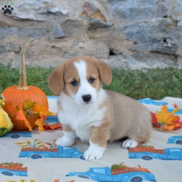 Lincoln, Pembroke Welsh Corgi Puppy