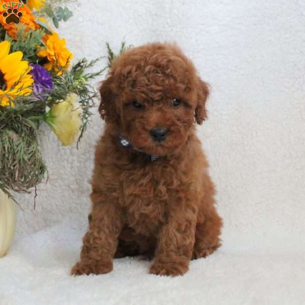 Linford, Miniature Poodle Puppy