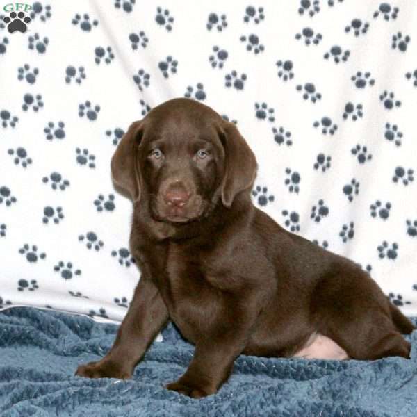 Link, Chocolate Labrador Retriever Puppy