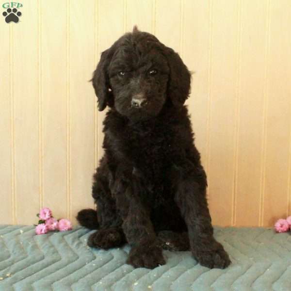 Lizzie, Standard Poodle Puppy