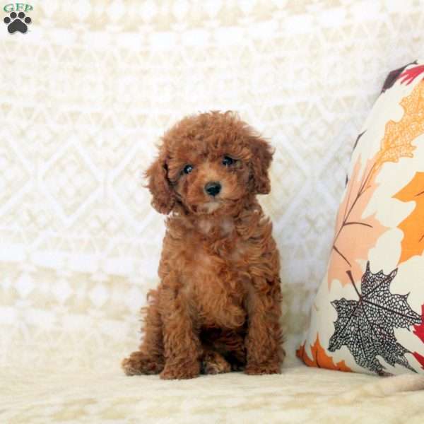 Lizzie, Miniature Poodle Puppy