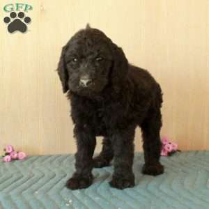 Lizzie, Standard Poodle Puppy