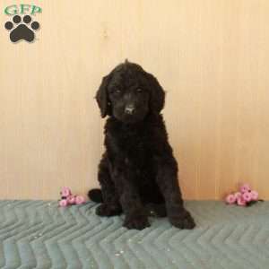 Lizzie, Standard Poodle Puppy