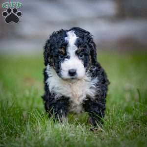 Logan, Mini Bernedoodle Puppy