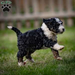 Logan, Mini Bernedoodle Puppy