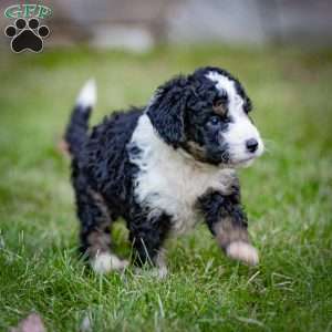 Logan, Mini Bernedoodle Puppy