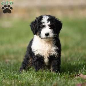 Logan, Mini Bernedoodle Puppy