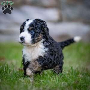 Logan, Mini Bernedoodle Puppy