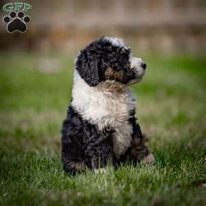 Logan, Mini Bernedoodle Puppy