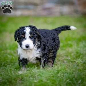 Logan, Mini Bernedoodle Puppy