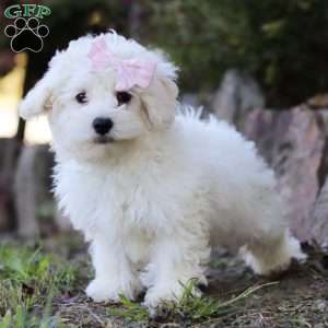 Lola, Maltipoo Puppy