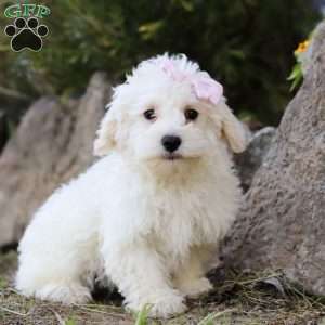 Lola, Maltipoo Puppy