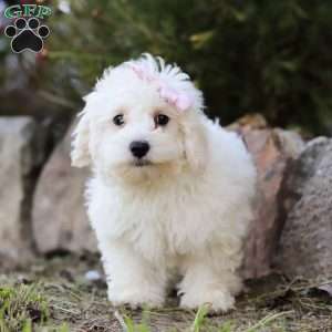 Lola, Maltipoo Puppy