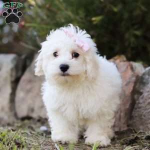 Lola, Maltipoo Puppy