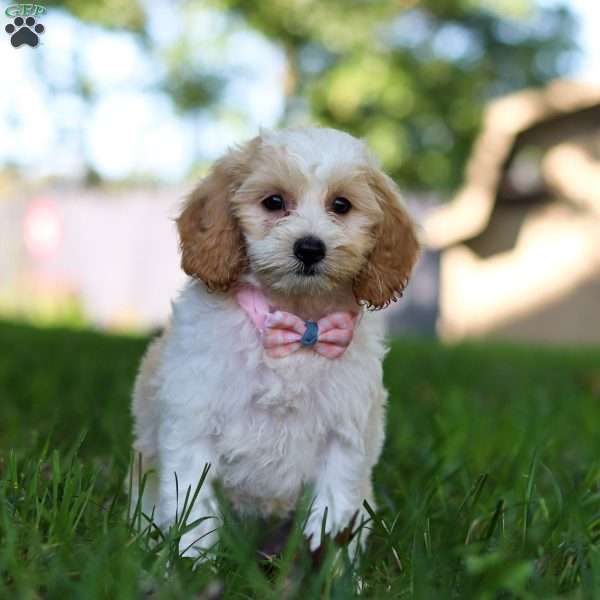 Lola, Cockapoo Puppy