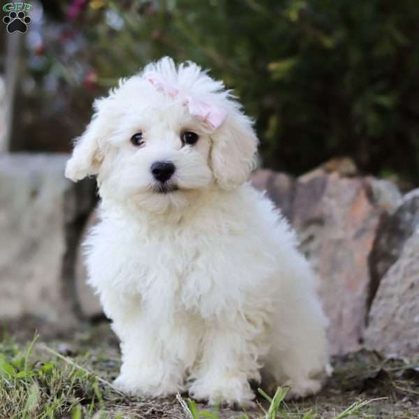 Lola, Maltipoo Puppy