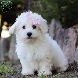 Lola, Maltipoo Puppy