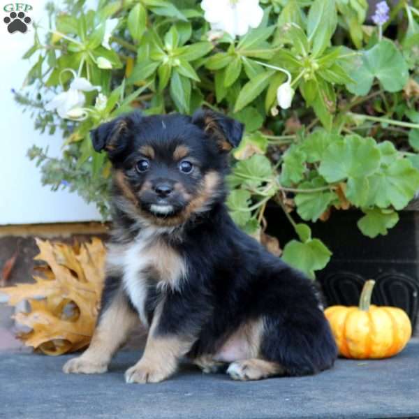 Lonnie, Miniature Australian Shepherd Puppy