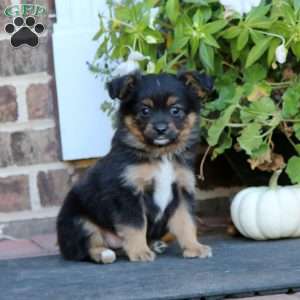 Lonnie, Miniature Australian Shepherd Puppy