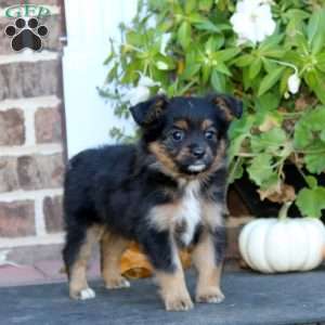 Lonnie, Miniature Australian Shepherd Puppy