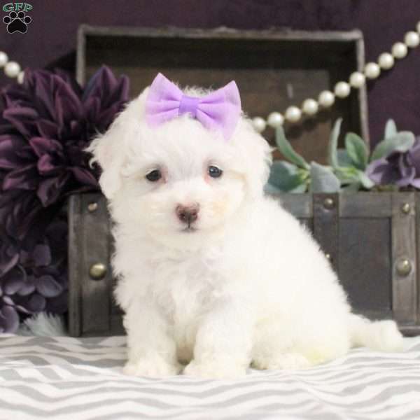 Lora, Bichon Frise Puppy