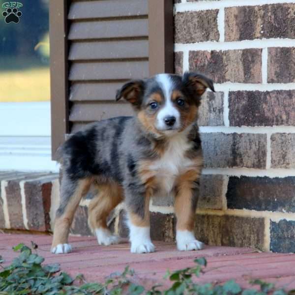 Lori, Miniature Australian Shepherd Puppy