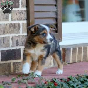 Lori, Miniature Australian Shepherd Puppy